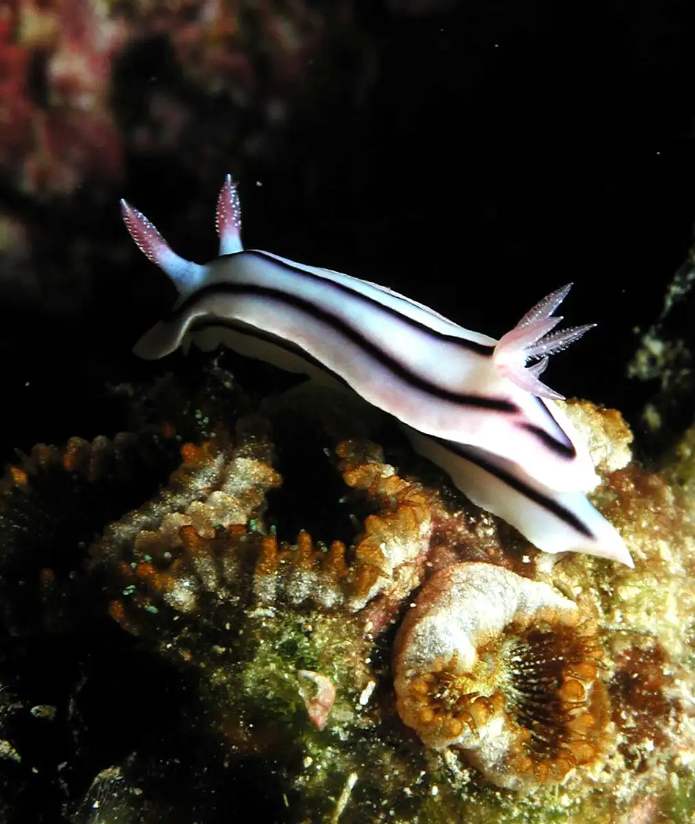 National nudi
