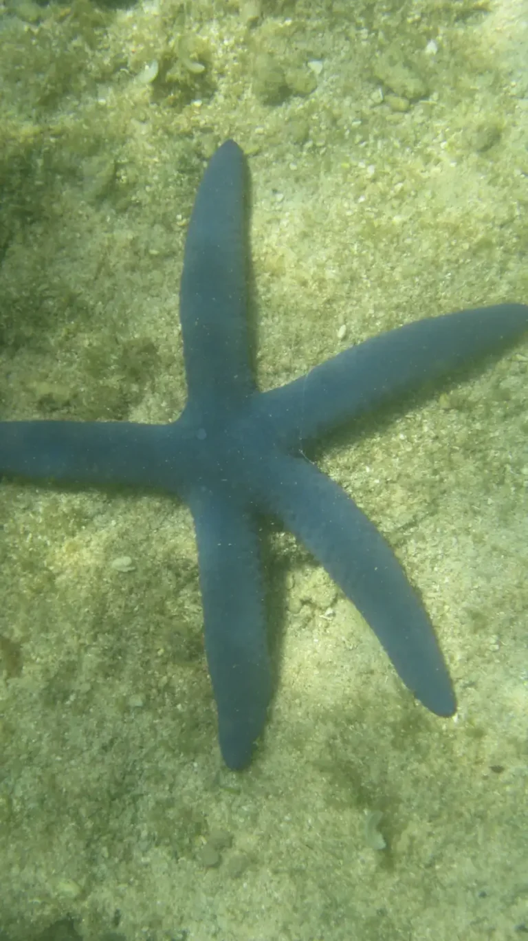 Blue Starfish | Linckia laevigata