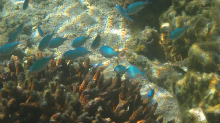 Blue-green Chromis | Chromis viridis