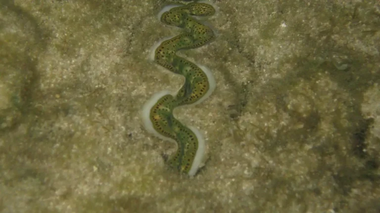 Boring Giant Clams | Tridacna crocea