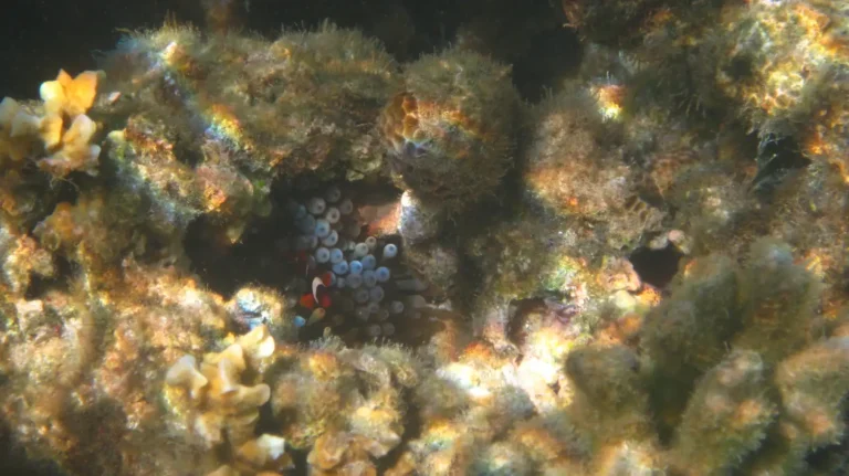 Clark's Anemone Fish | Amphiprion barberi