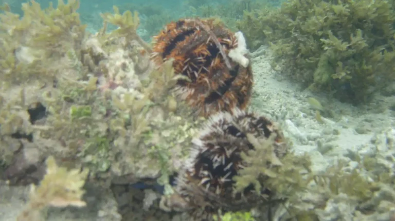 Collector Urchins | Tripneustes gratilla