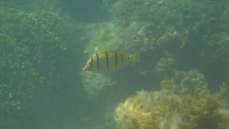 Convict Surgeonfish | Acanthurus triostegus