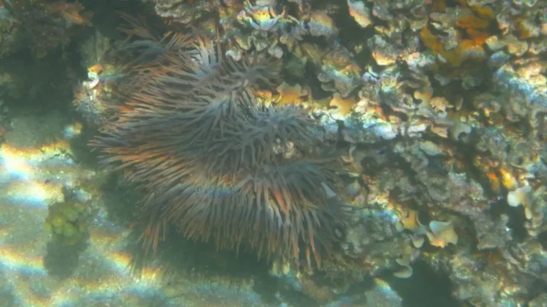Crown of Thorns | Acanthaster planci