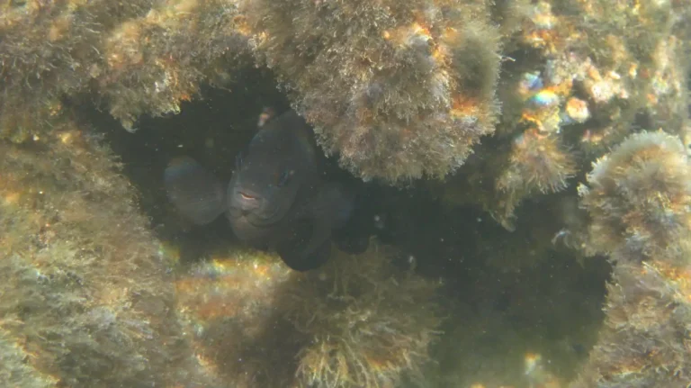 Farmer Fish | Stegastes nigricans