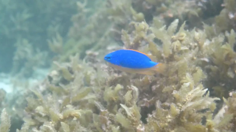 Fiji Devil | Chrysiptera taupou