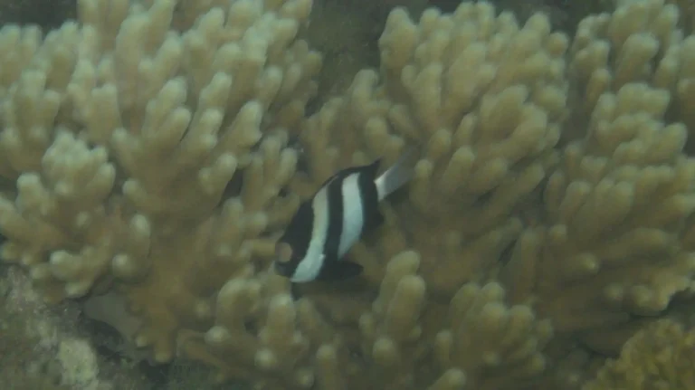 Humbug Dascyllus | Dascyllus aruanus