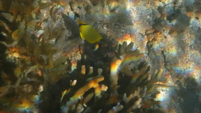 Latticed Butterflyfish | Chaetodon rafflesii