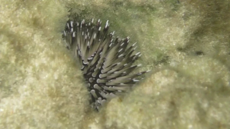 Rock Boring Urchin | Echinometra lucunter
