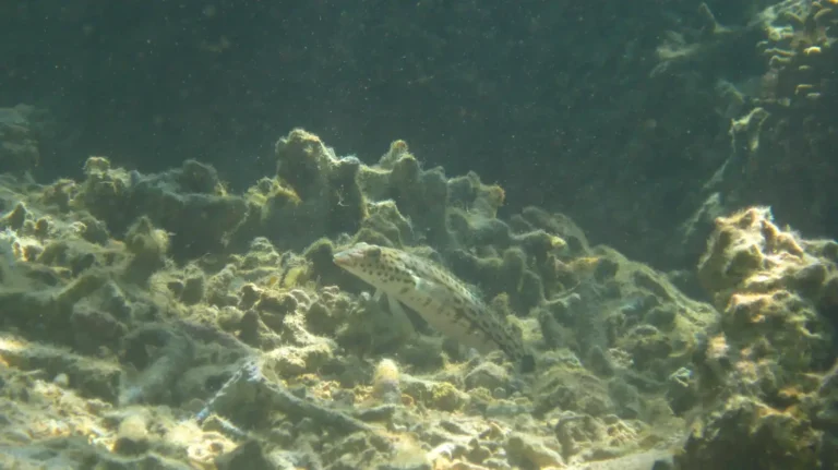 Sandperch | Pinguipedidae