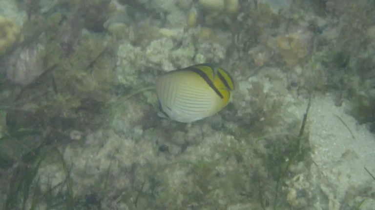 Vagabond Butterflyfish | Chaetodon vagabundus