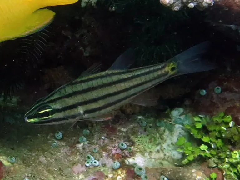 Five-lined Cardinalefish | Cheilodipterus quinquelineatus Photo by Jianguo Du