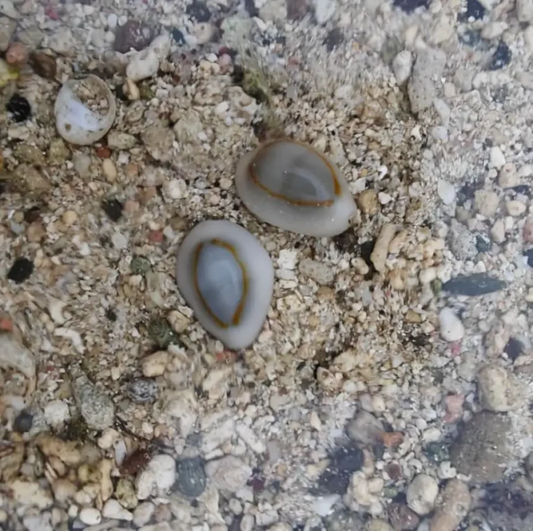 Gold Ring cowries | Monetaria annulus