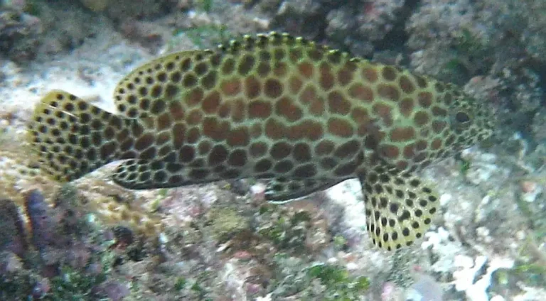 Honeycomb Grouper | Epinephelus merra | Photo by Helen Sykes