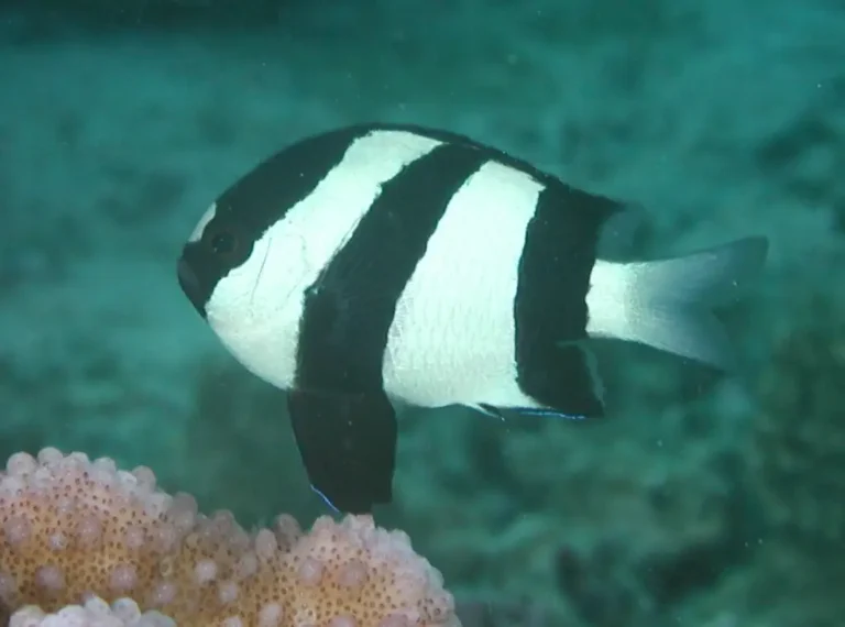 Humbug Dascyllus | Dascyllus aruanus | Photo by Helen Sykes