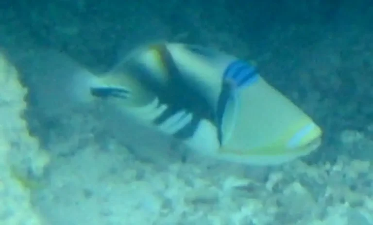 Picasso Triggerfish | Rhinecanthus aculeatus | Photo by Helen Sykes