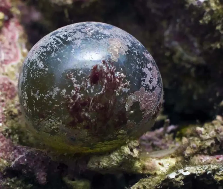 Sailors Eyeballs Algae | Valonia ventricosa | Photo by Jan Messersmith