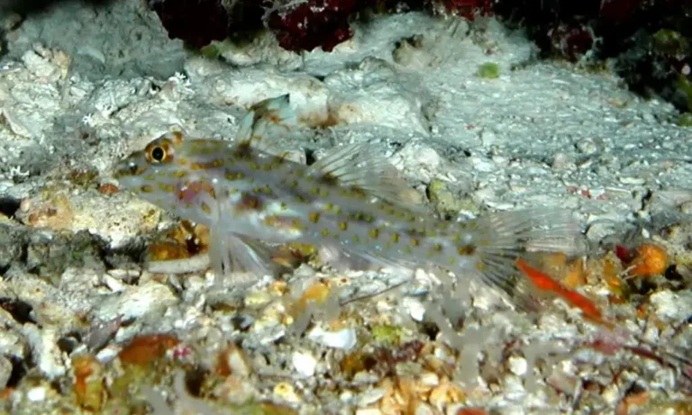 Signal Goby | Coryphopterus signipinnis | Photo by Helen Sykes