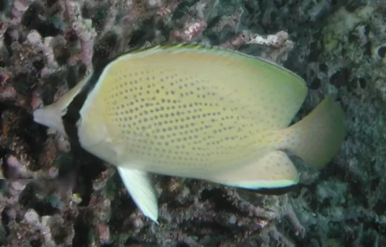 Speckled Butterflyfish | Chaetodon citrinellus | Photo by Helen Sykes