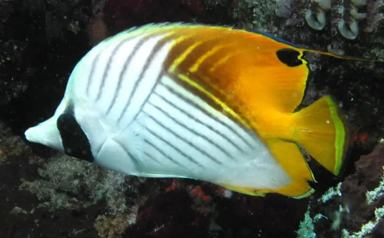Threadfin Butterflyfish | Chaetodon auriga | Photo by Helen Sykes