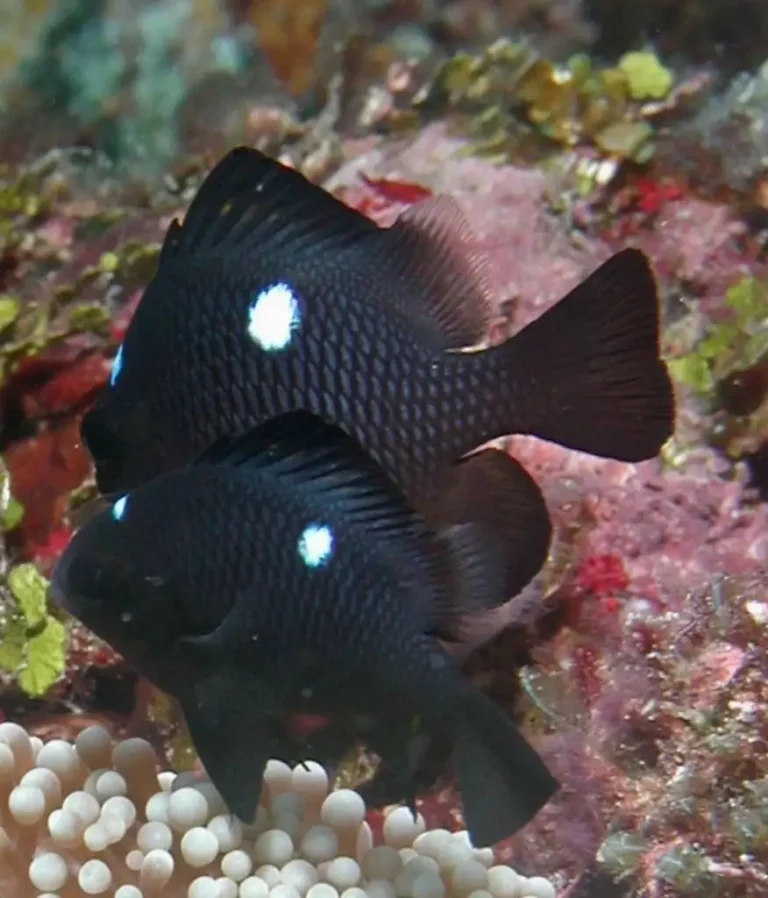 Three-spot Dascyllus | Dascyllus trimaculatus | Photo by Helen Sykes