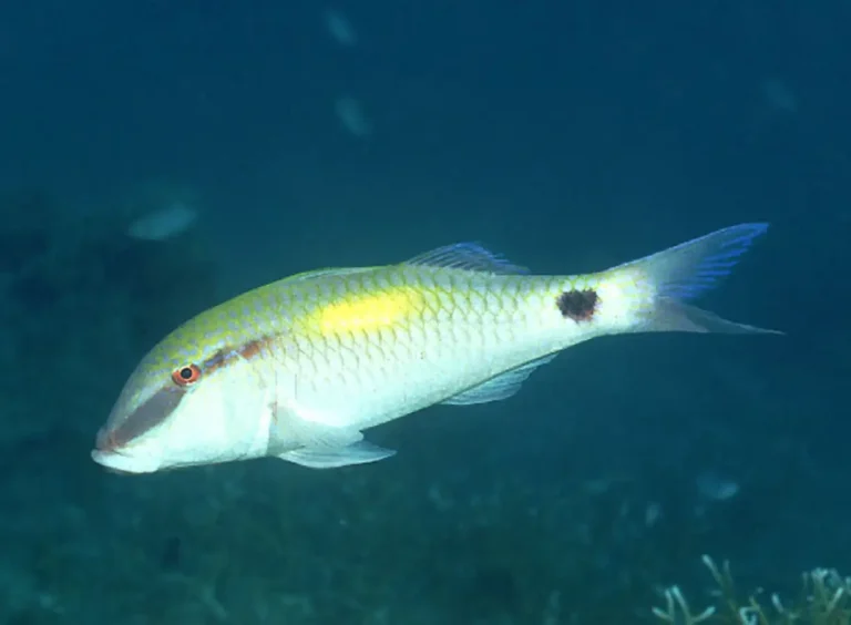 Yellowspot Goatfish | Parupeneus indicus | Photo by Cook, D.C.