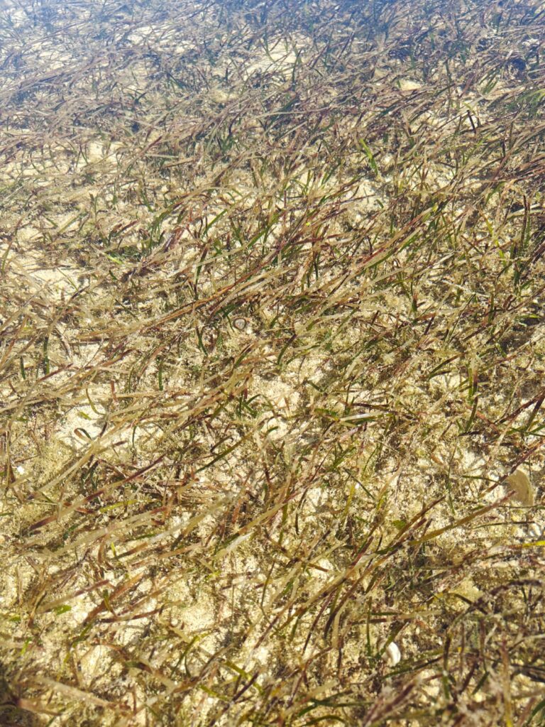 Seagrass